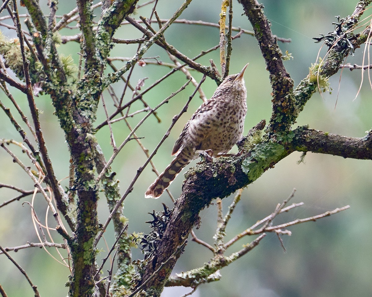 Gray-barred Wren - ML620813452