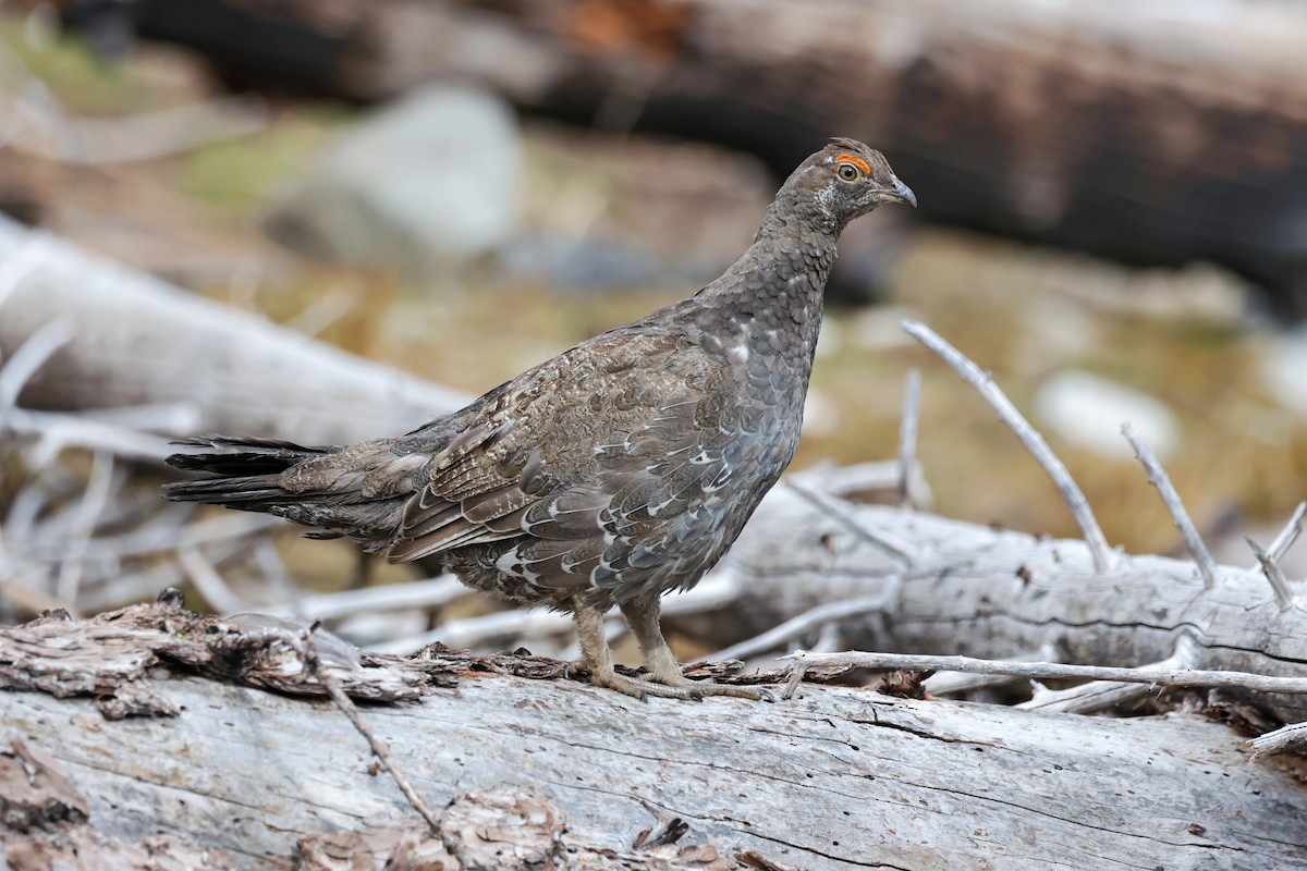 Dusky Grouse - ML620813453