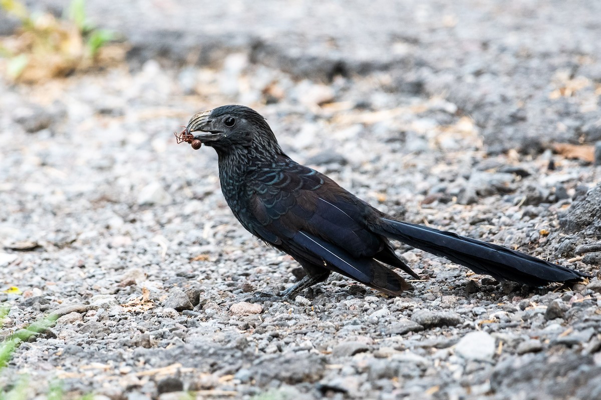 Groove-billed Ani - ML620813459