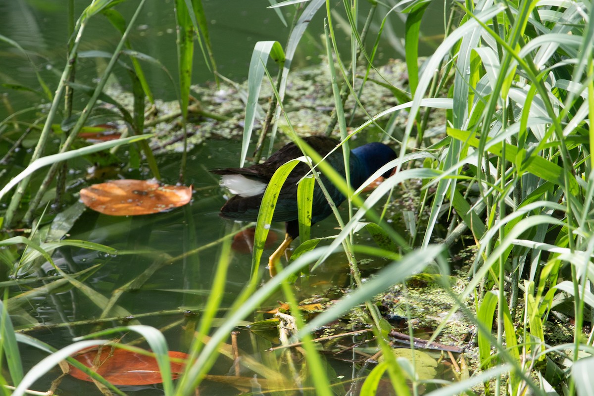 Purple Gallinule - ML620813462