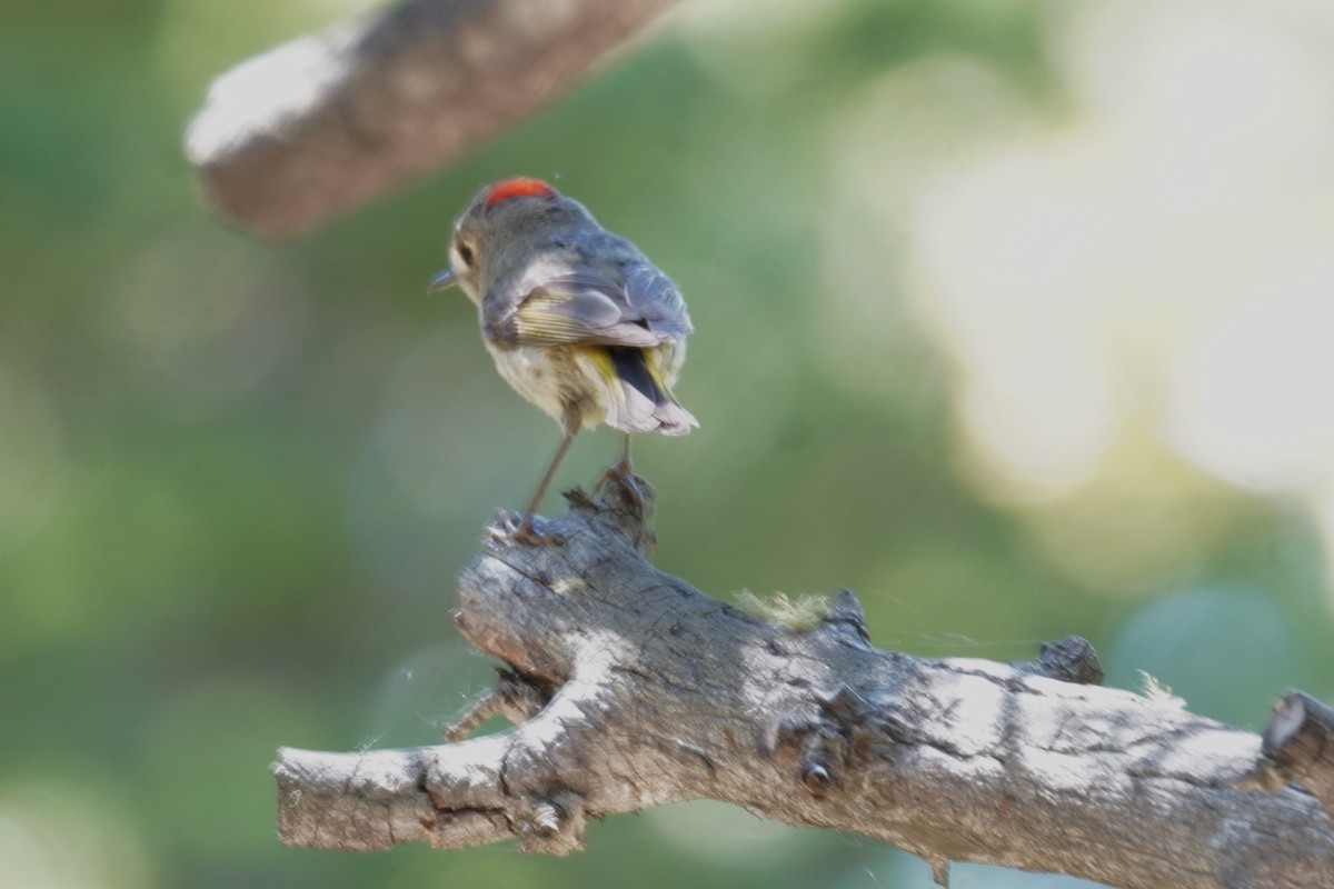 Ruby-crowned Kinglet - ML620813464