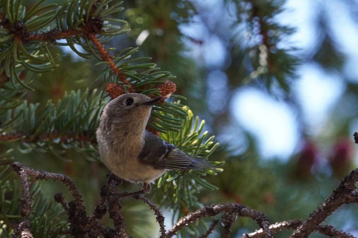 Ruby-crowned Kinglet - ML620813469