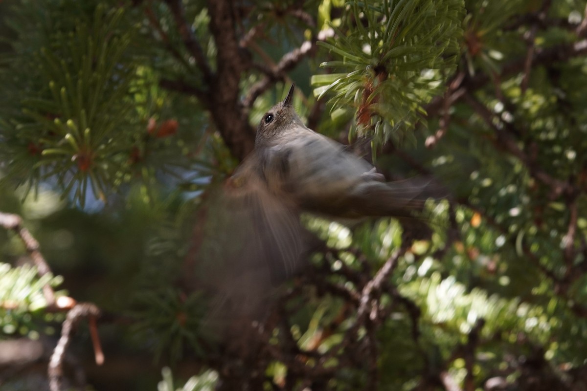 Ruby-crowned Kinglet - ML620813470