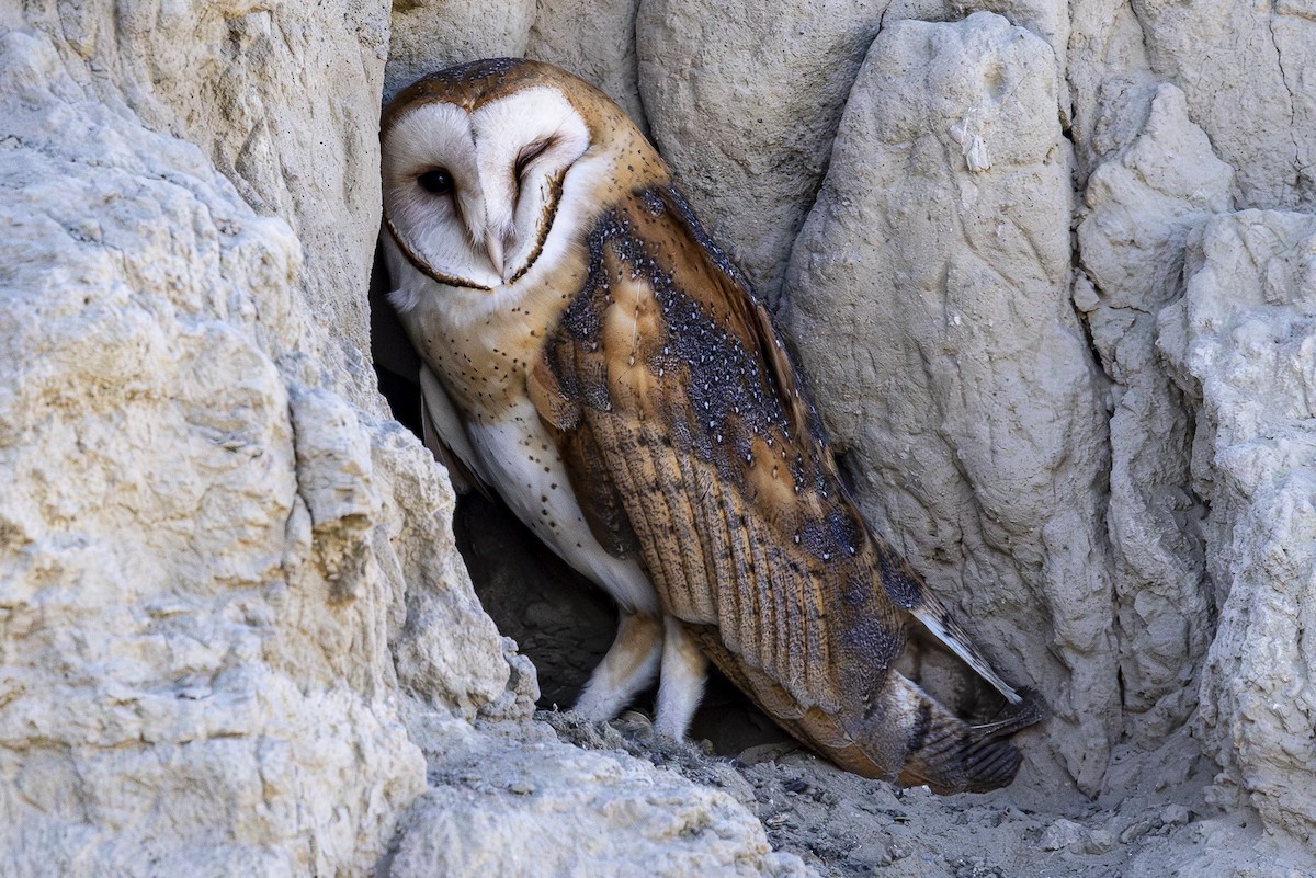 Barn Owl - ML620813477