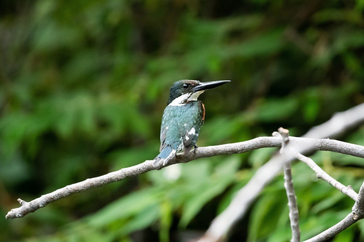 Green Kingfisher - ML620813480