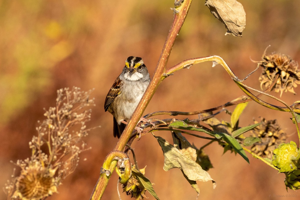 White-throated Sparrow - ML620813481