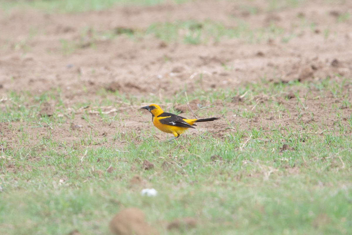 Altamira Oriole - ML620813490