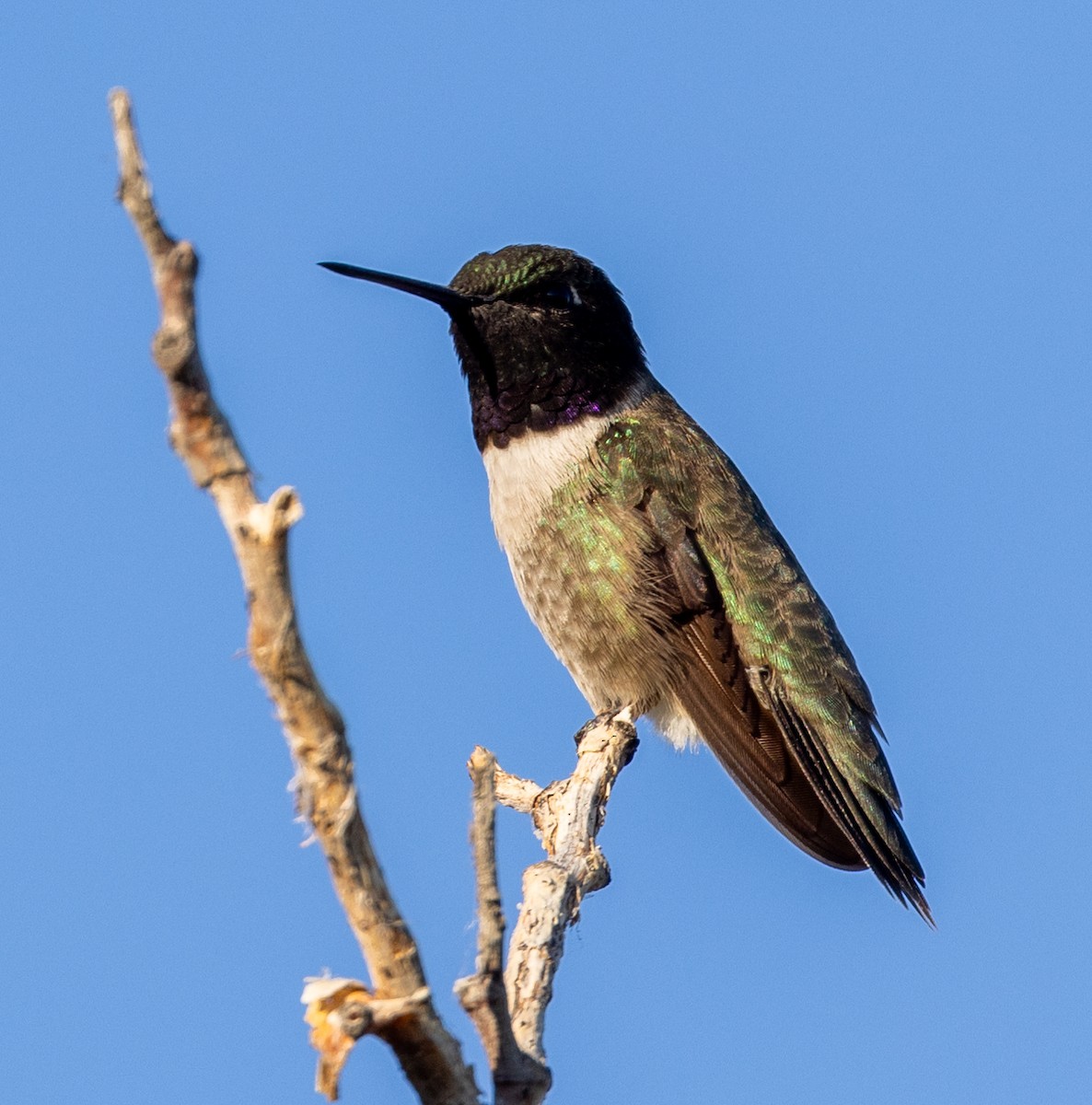 Black-chinned Hummingbird - ML620813492