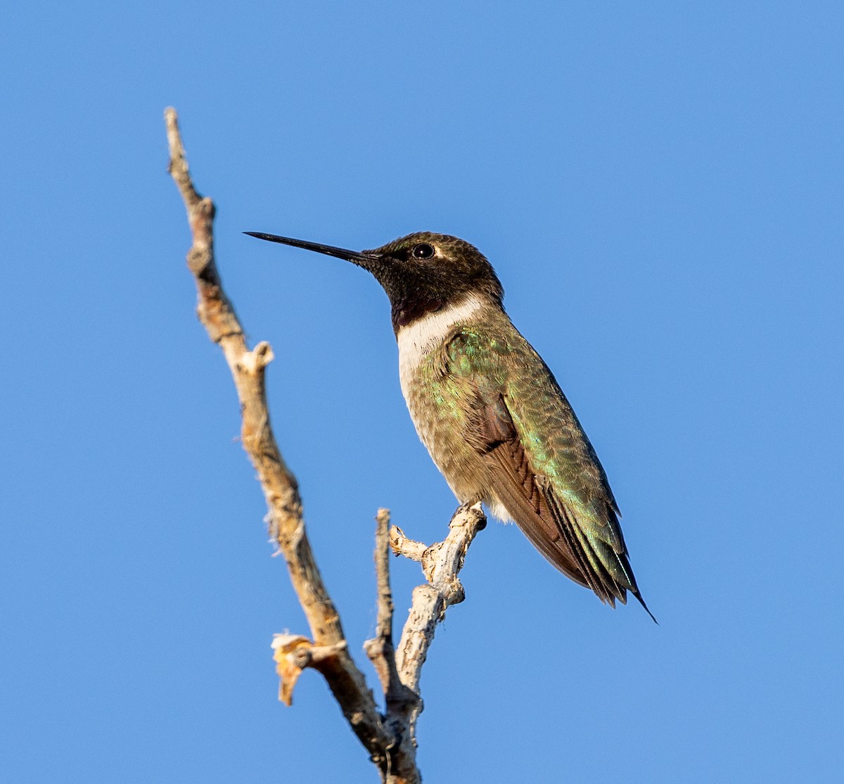 Black-chinned Hummingbird - ML620813493