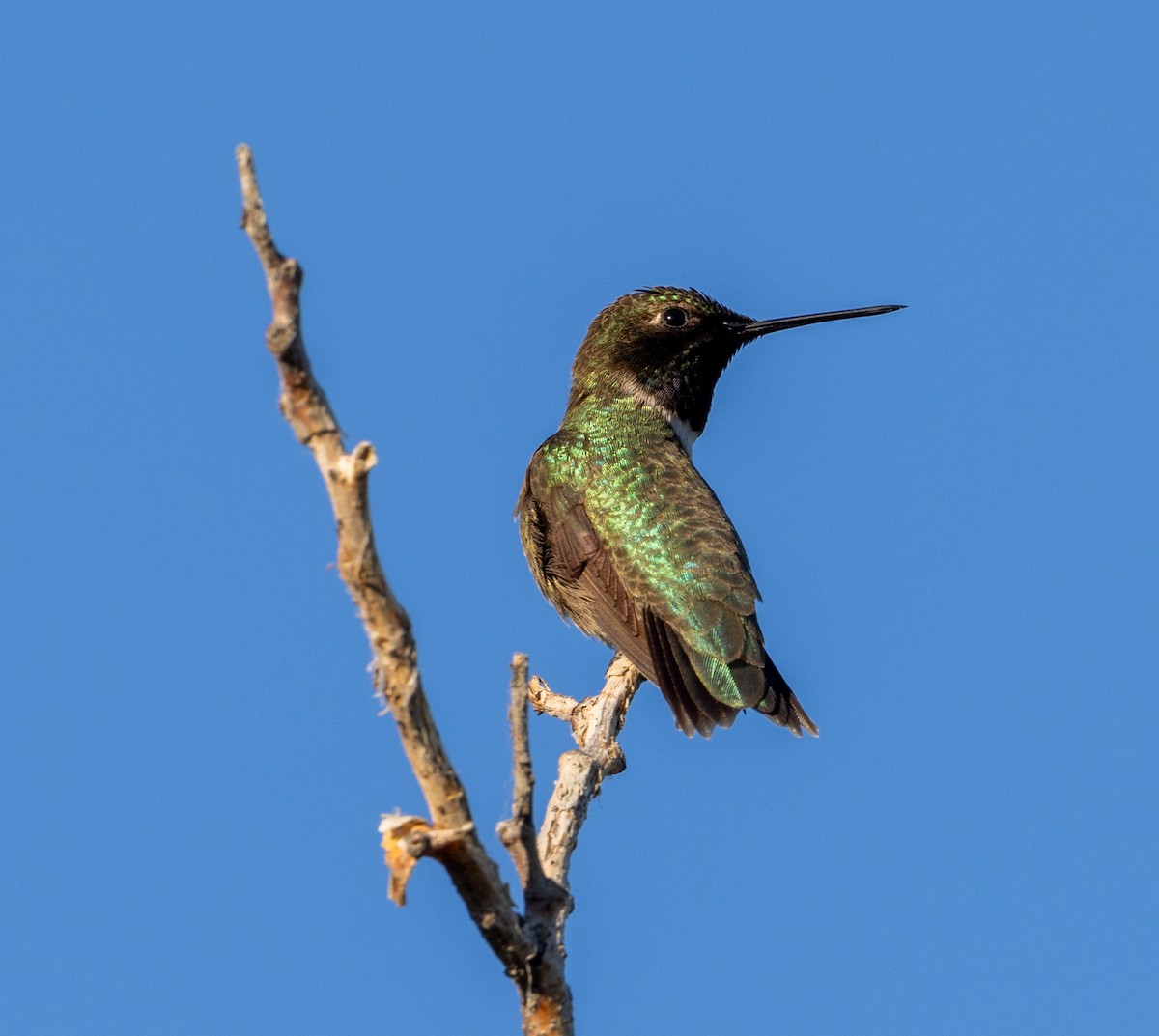 Black-chinned Hummingbird - ML620813494