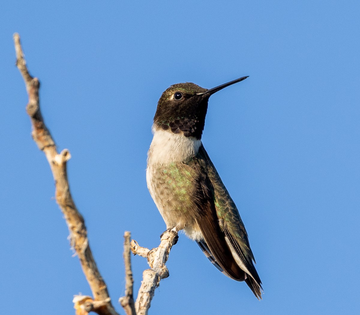 Black-chinned Hummingbird - ML620813495