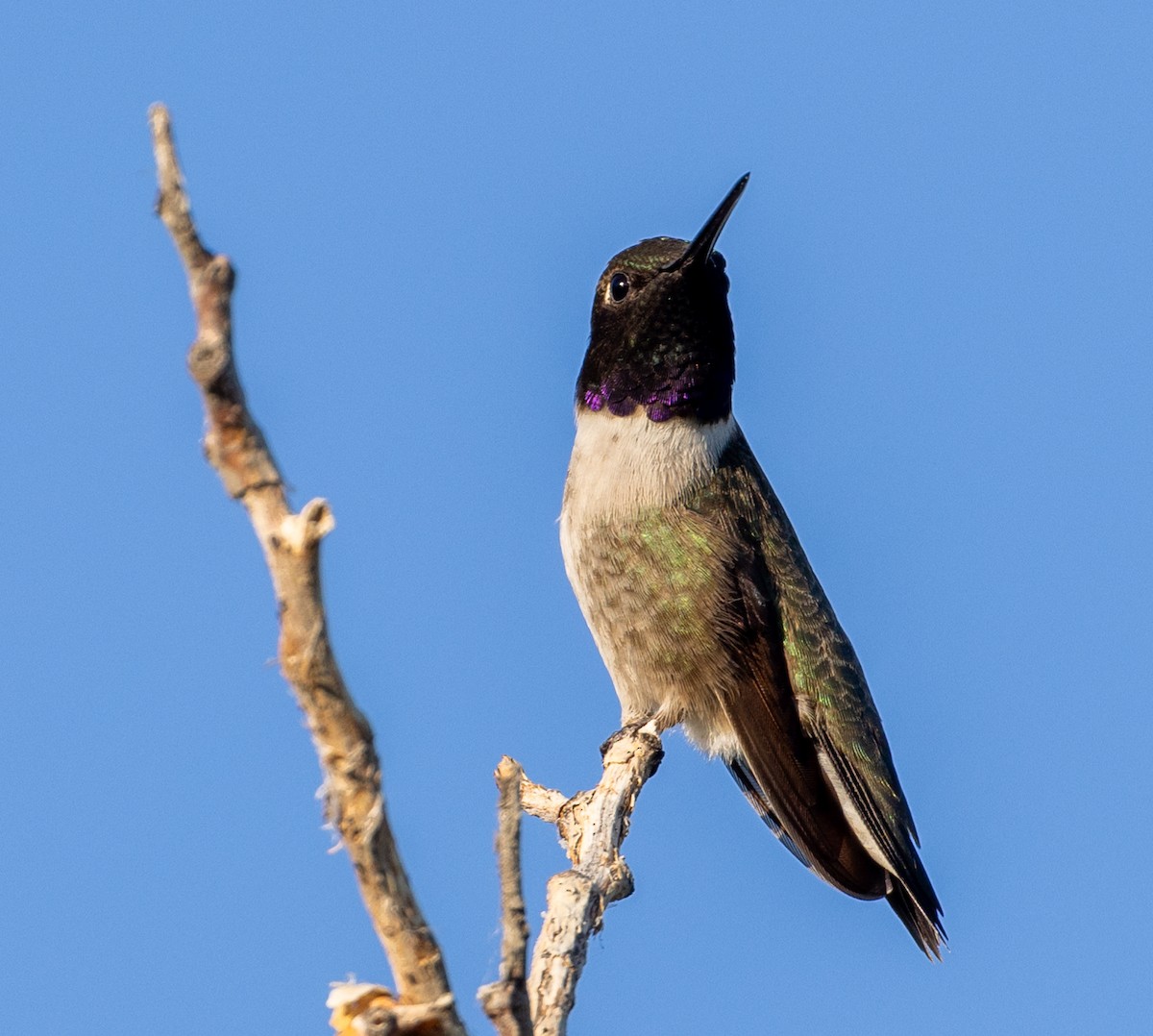 Black-chinned Hummingbird - ML620813496