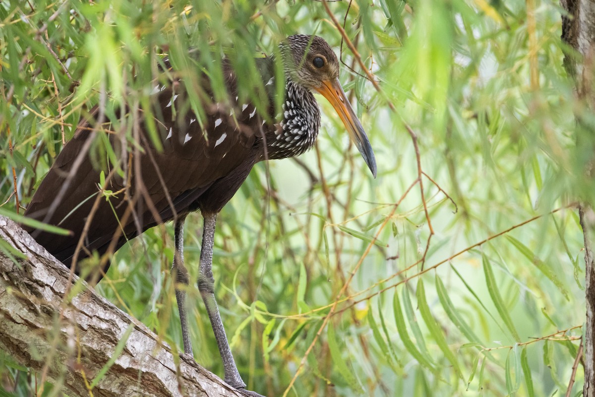 Limpkin - ML620813502