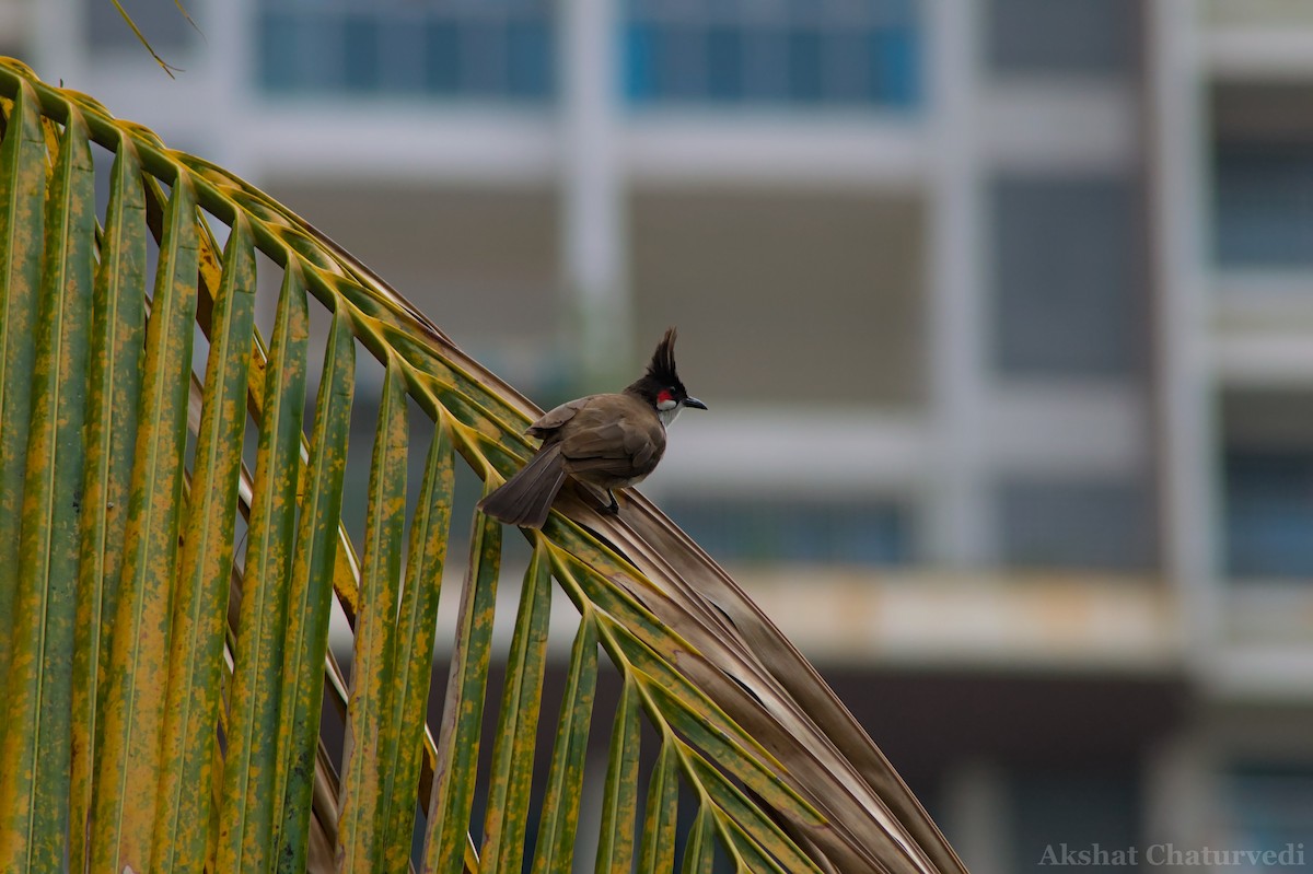 bulbul červenouchý - ML620813520