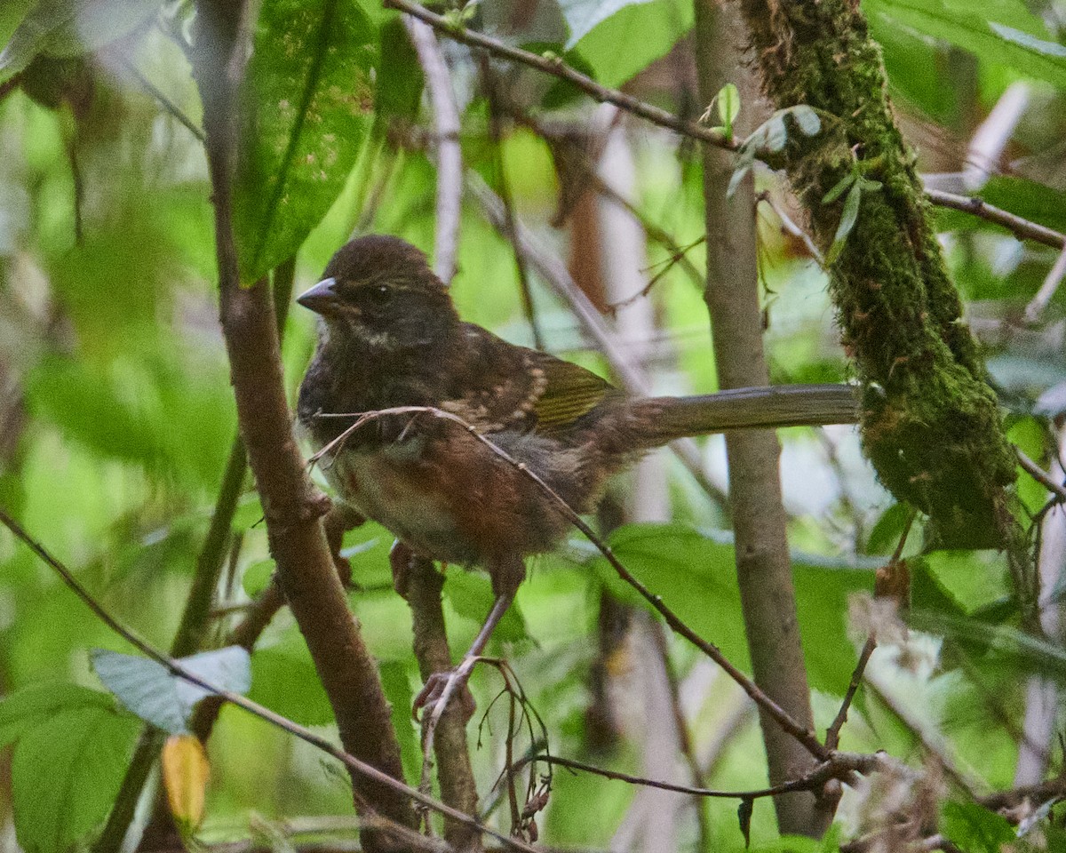 Spotted Towhee (Olive-backed) - ML620813524