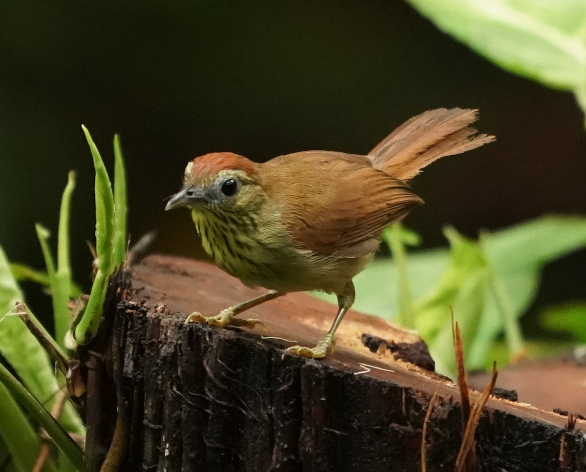 Pin-striped Tit-Babbler - ML620813527