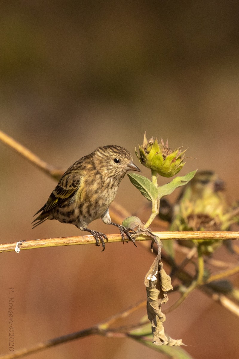 Pine Siskin - ML620813530