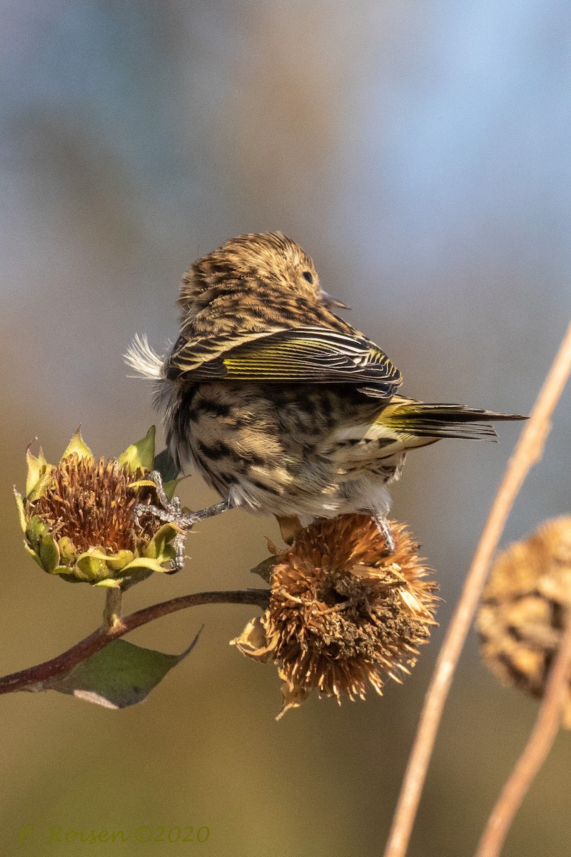 Pine Siskin - ML620813531