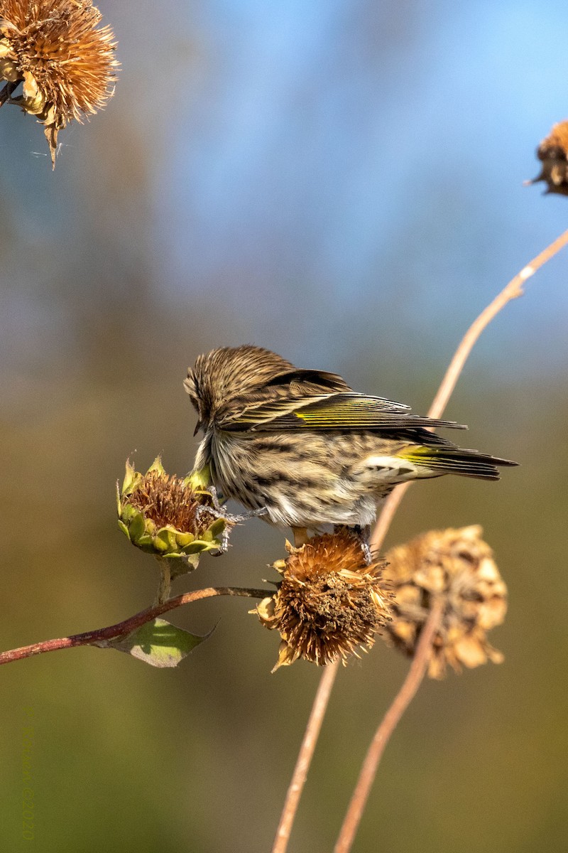 Pine Siskin - ML620813532