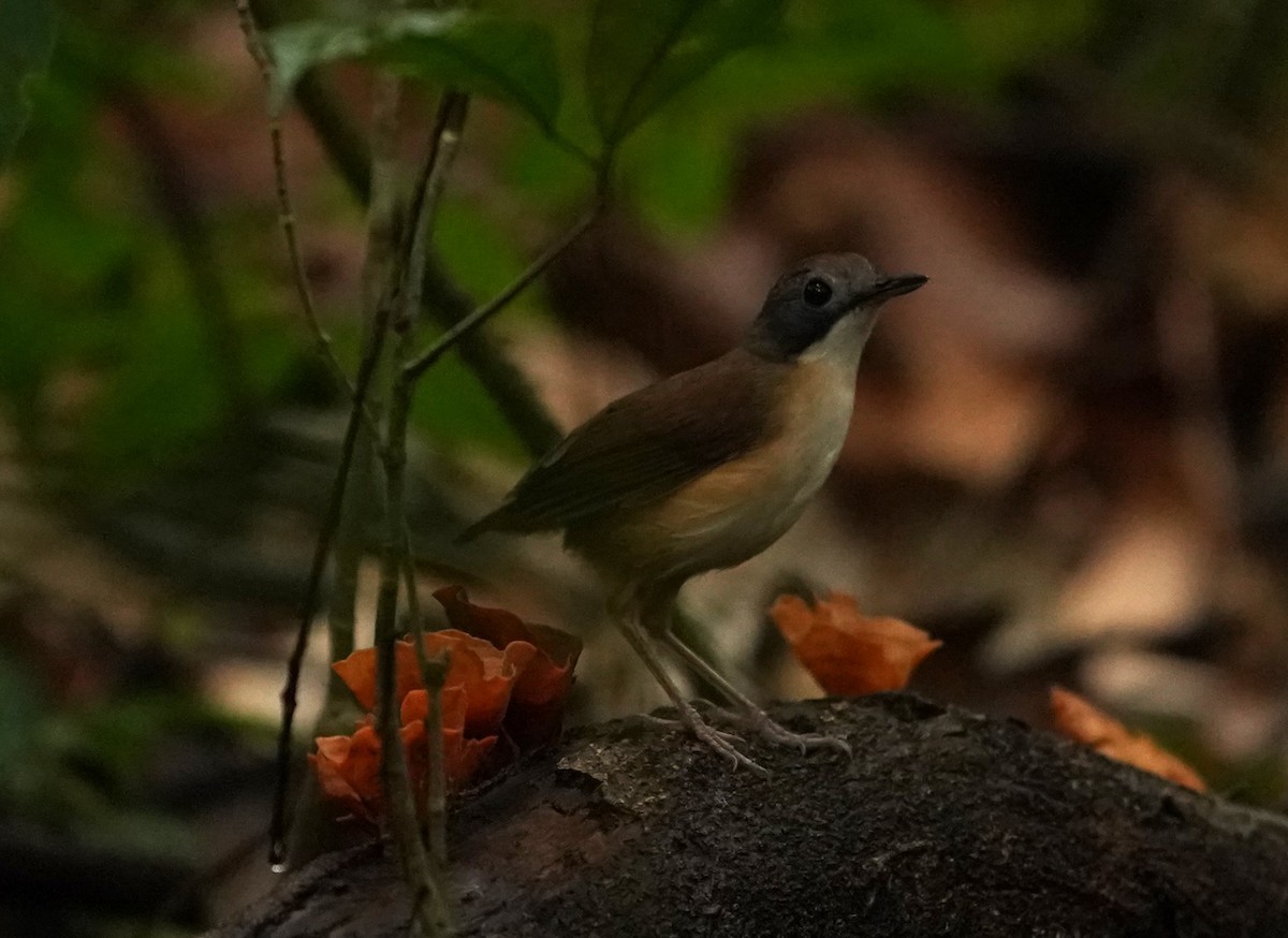 Short-tailed Babbler - ML620813534