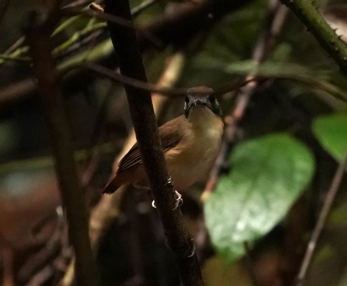 Short-tailed Babbler - ML620813535