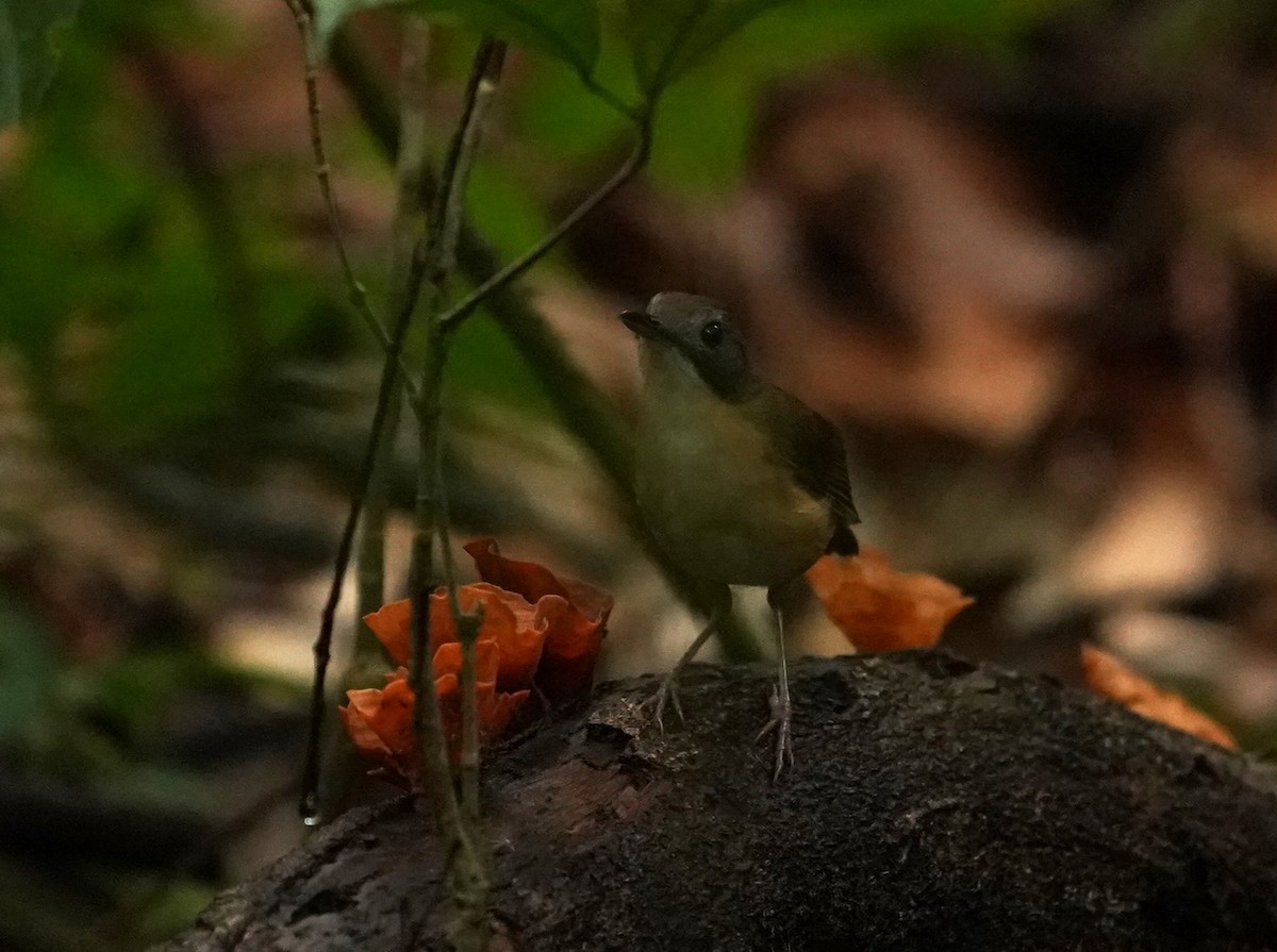 Short-tailed Babbler - ML620813536