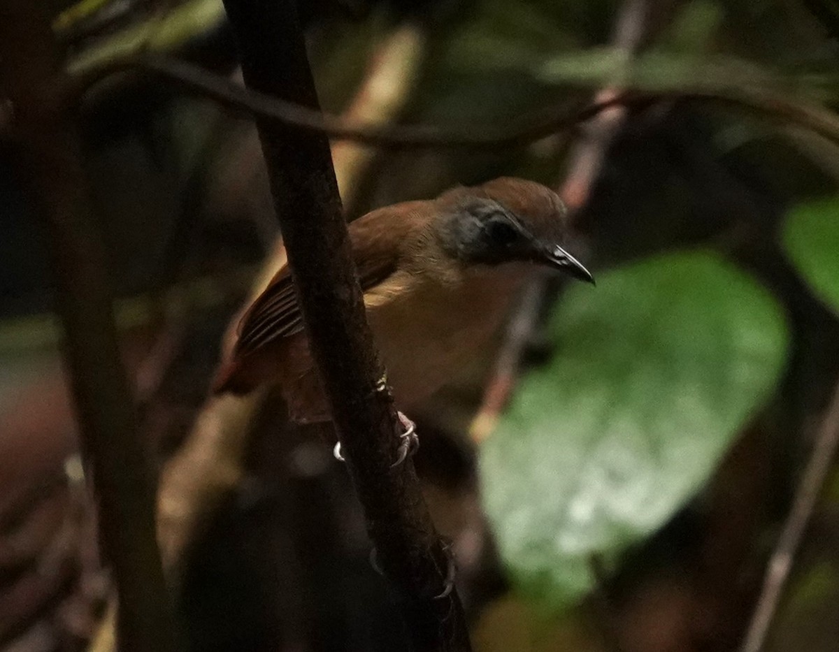 Short-tailed Babbler - ML620813537