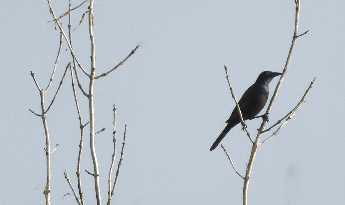 Common Grackle - ML620813539