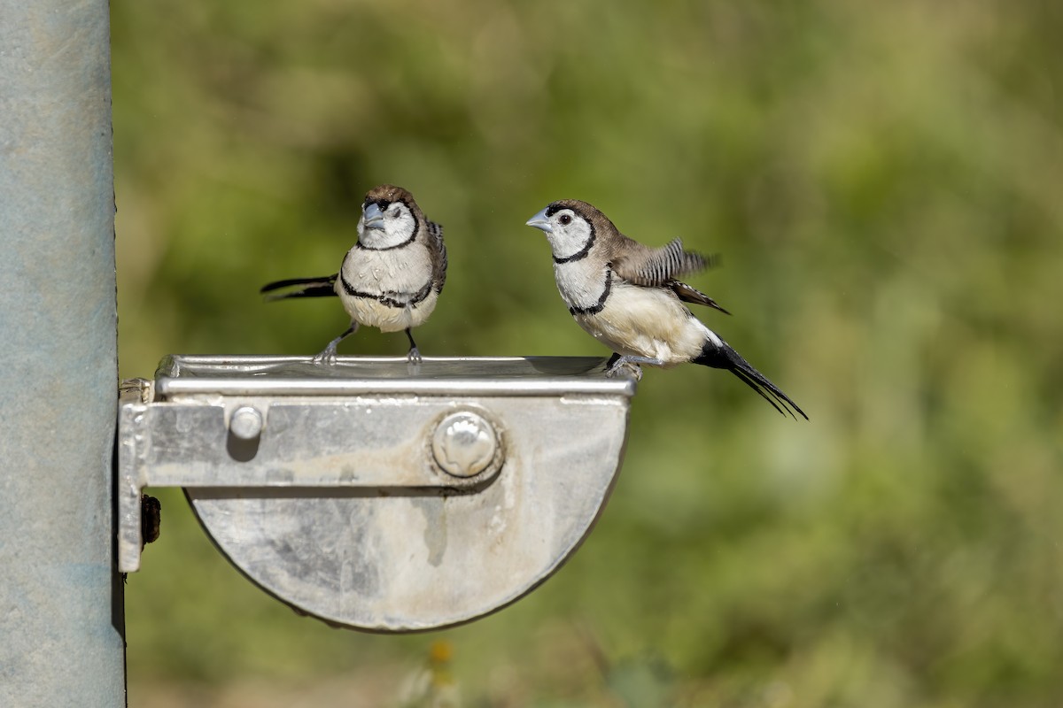 Double-barred Finch - ML620813541