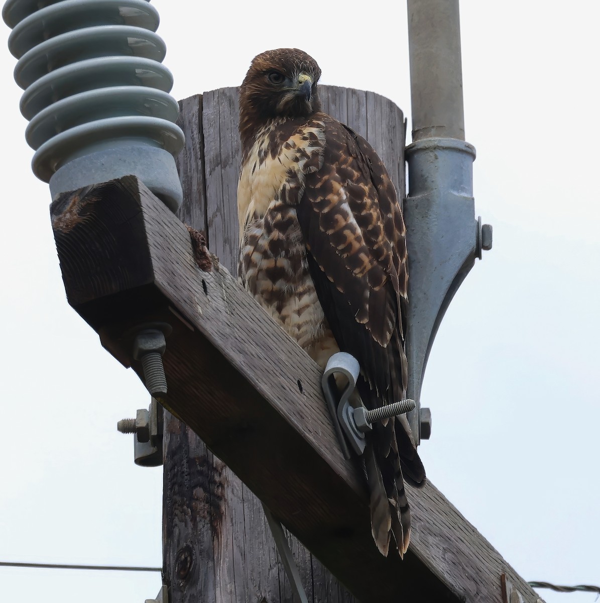 Red-tailed Hawk - ML620813543