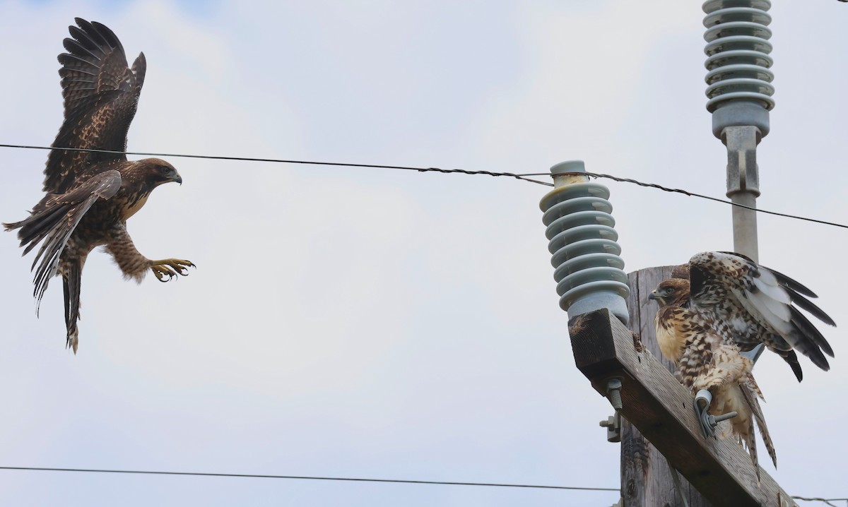 Red-tailed Hawk - ML620813544