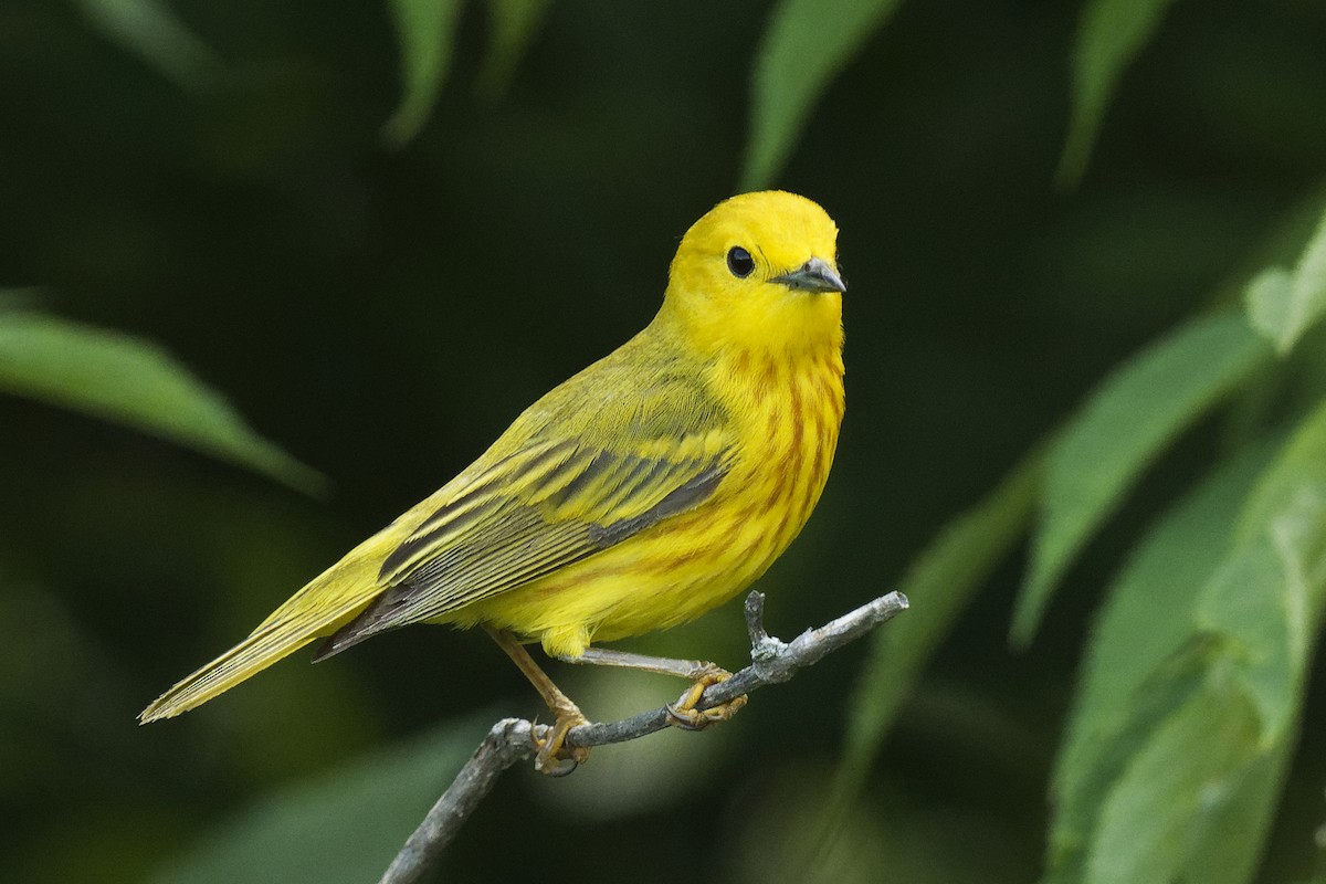 Yellow Warbler - ML620813545