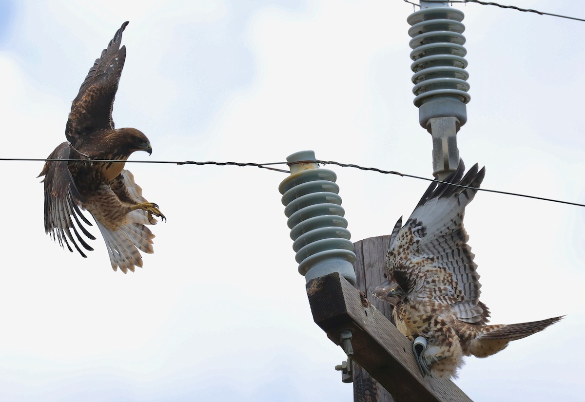 Red-tailed Hawk - ML620813546