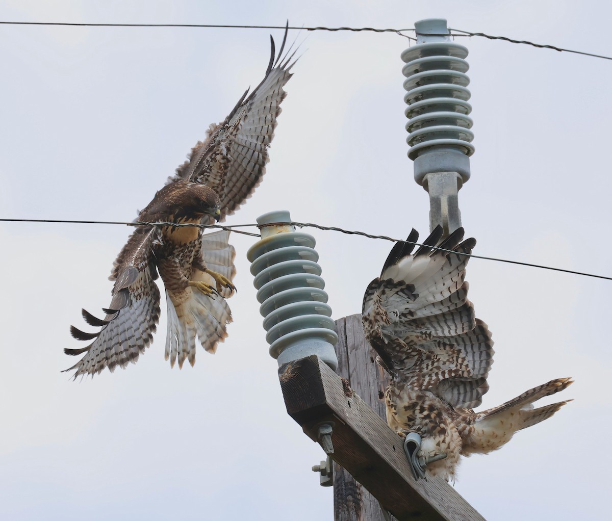 Red-tailed Hawk - ML620813547