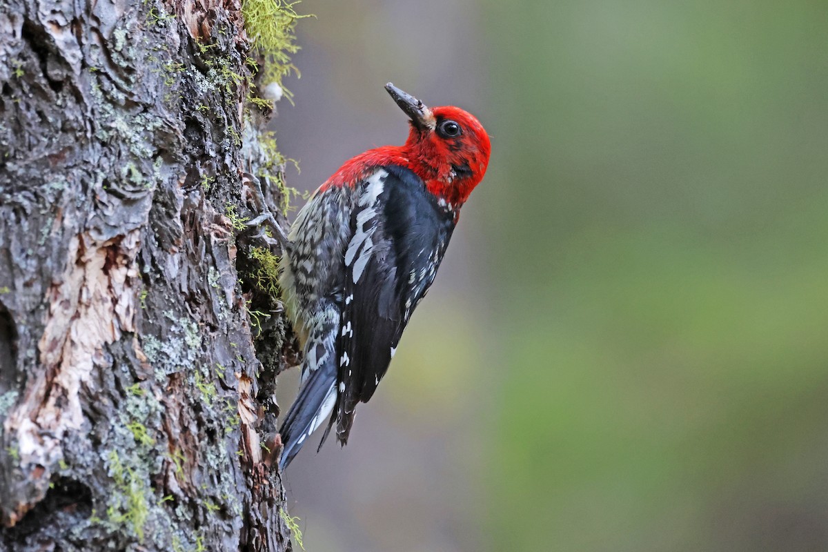 Red-breasted Sapsucker - ML620813555