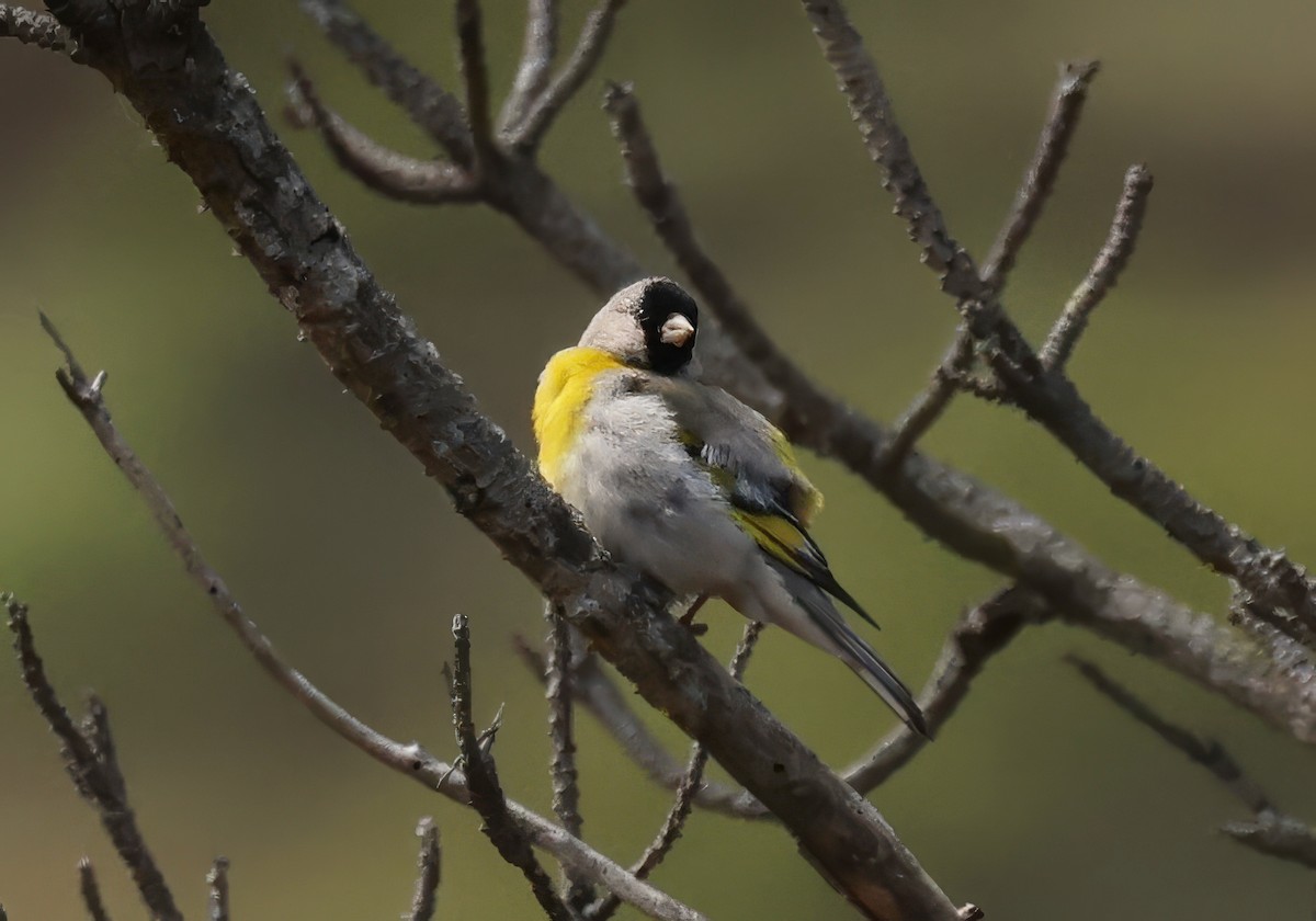 Lawrence's Goldfinch - ML620813563