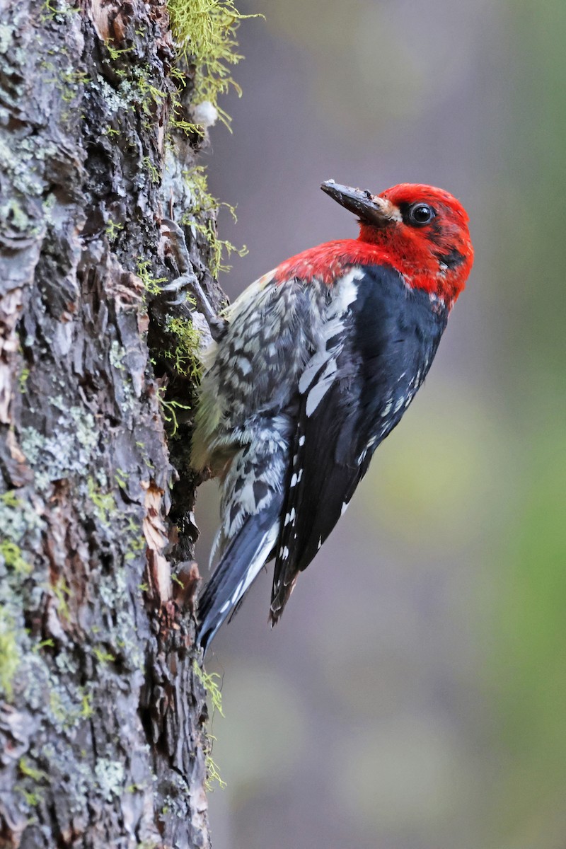 Red-breasted Sapsucker - ML620813564