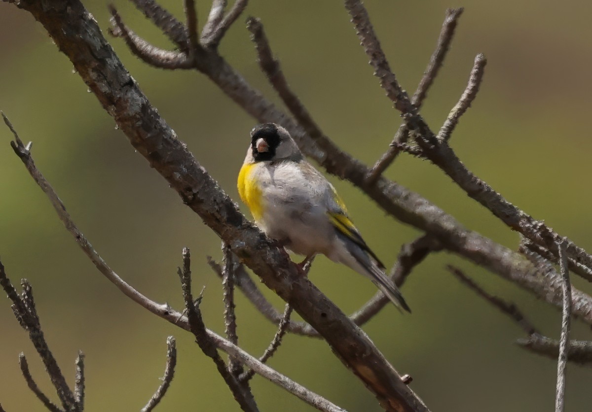 Lawrence's Goldfinch - ML620813566