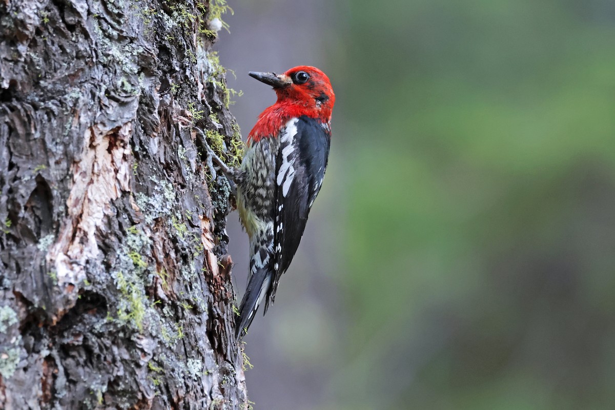 Red-breasted Sapsucker - ML620813568