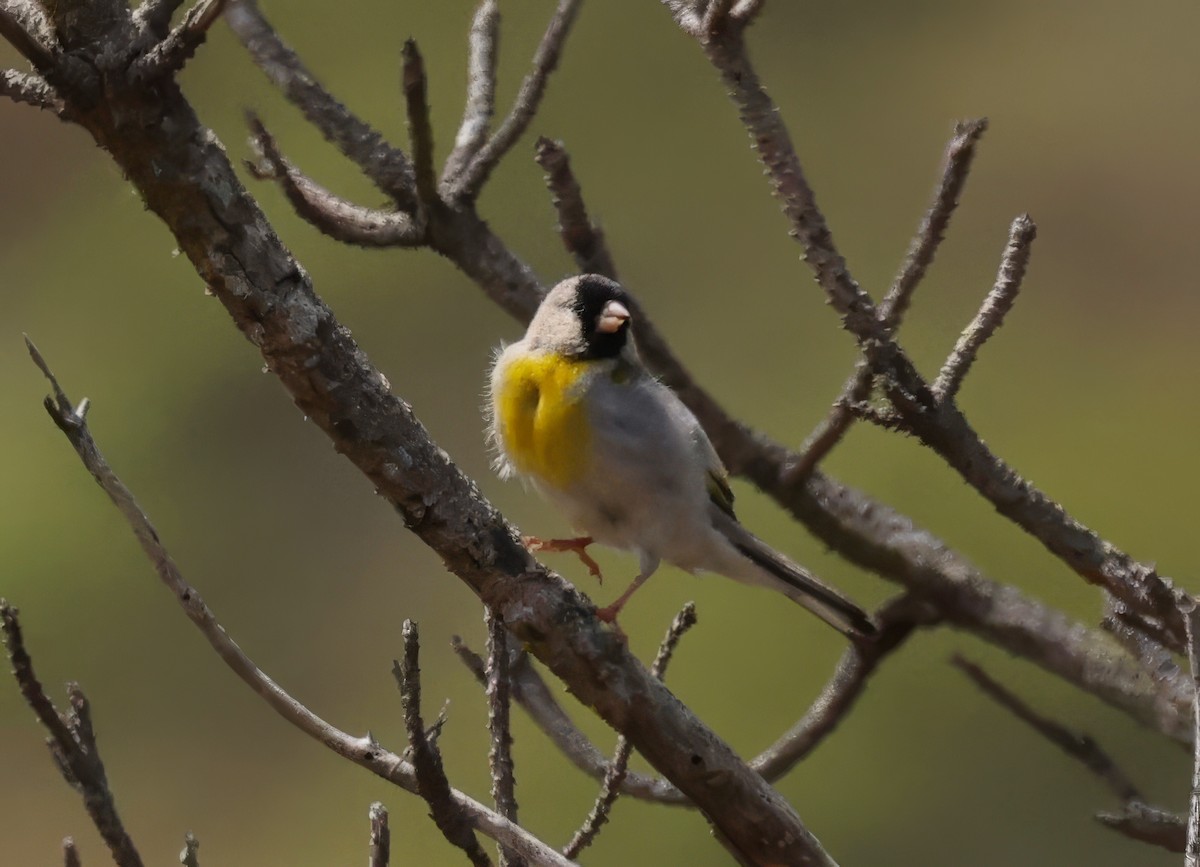 Lawrence's Goldfinch - ML620813569