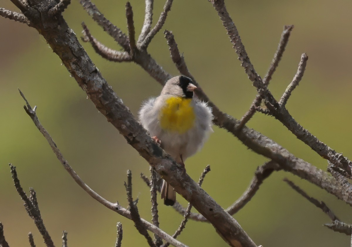 Lawrence's Goldfinch - ML620813574