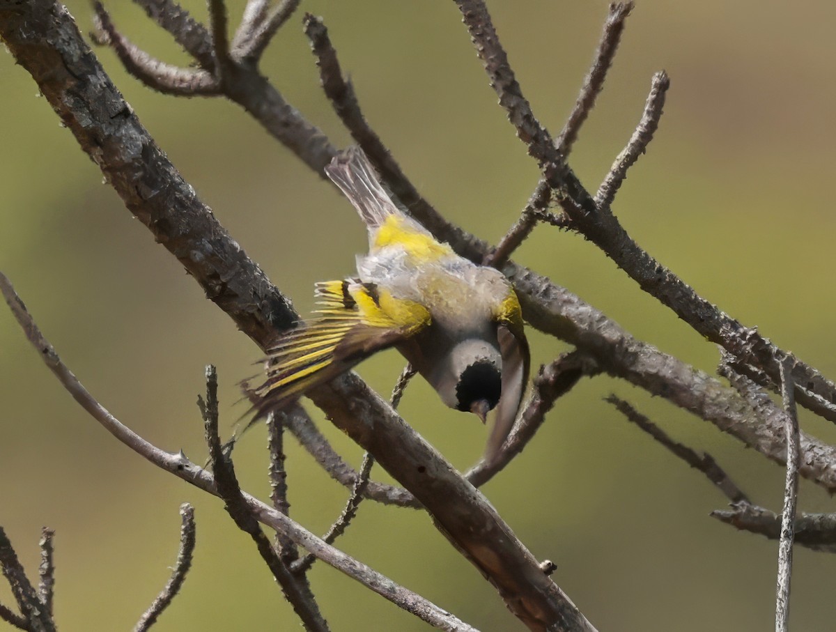 Lawrence's Goldfinch - ML620813576