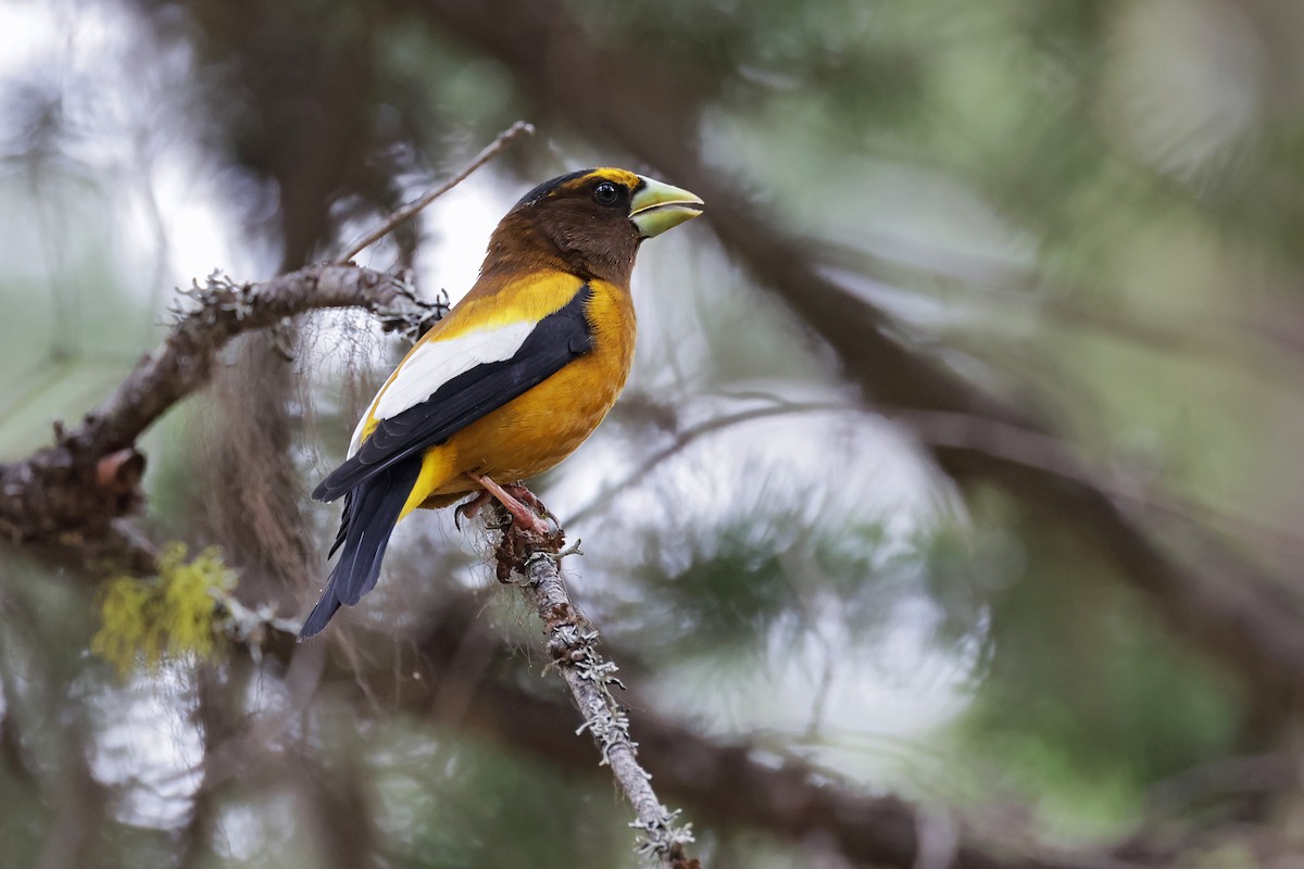 Evening Grosbeak - ML620813581