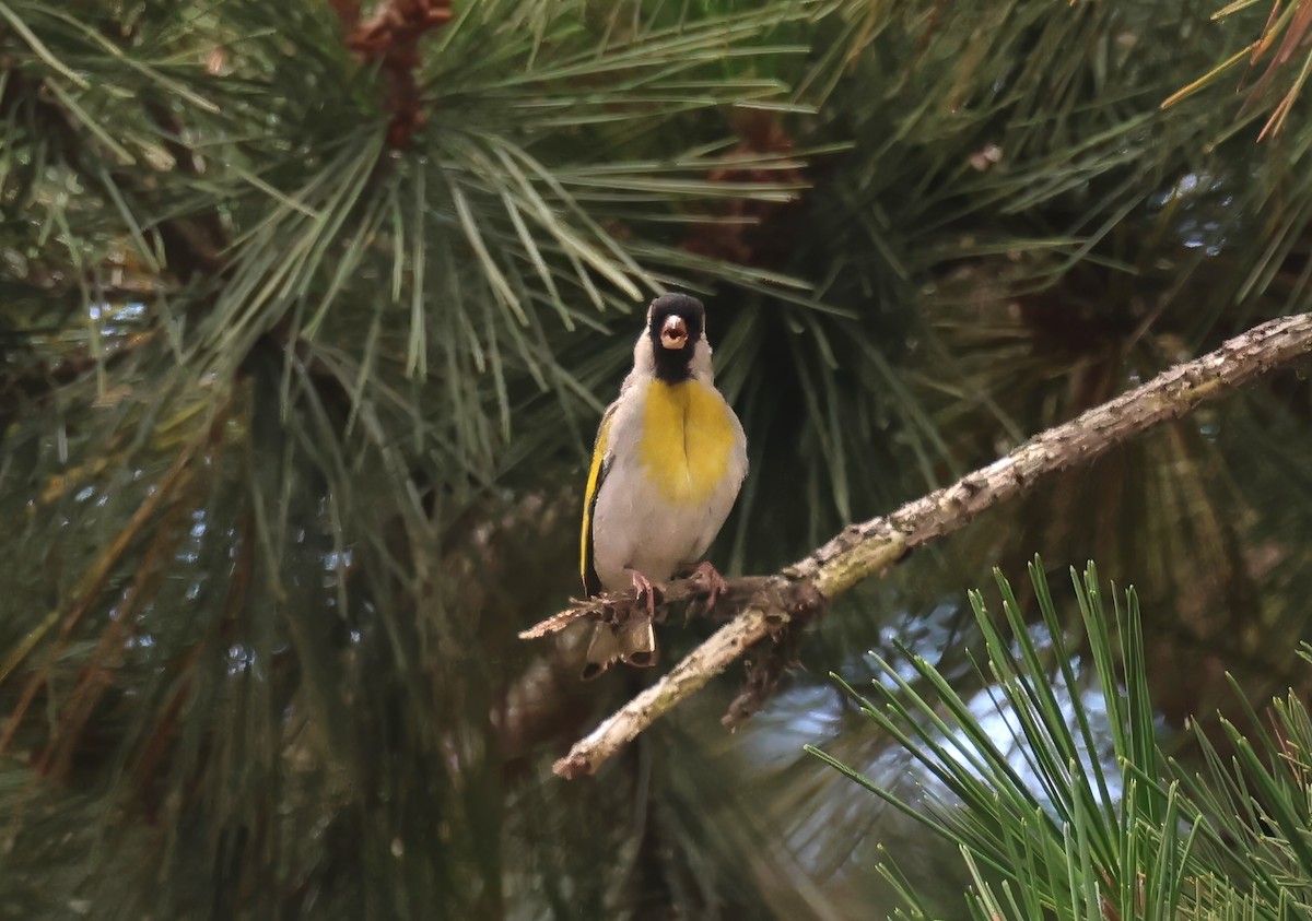 Lawrence's Goldfinch - ML620813582