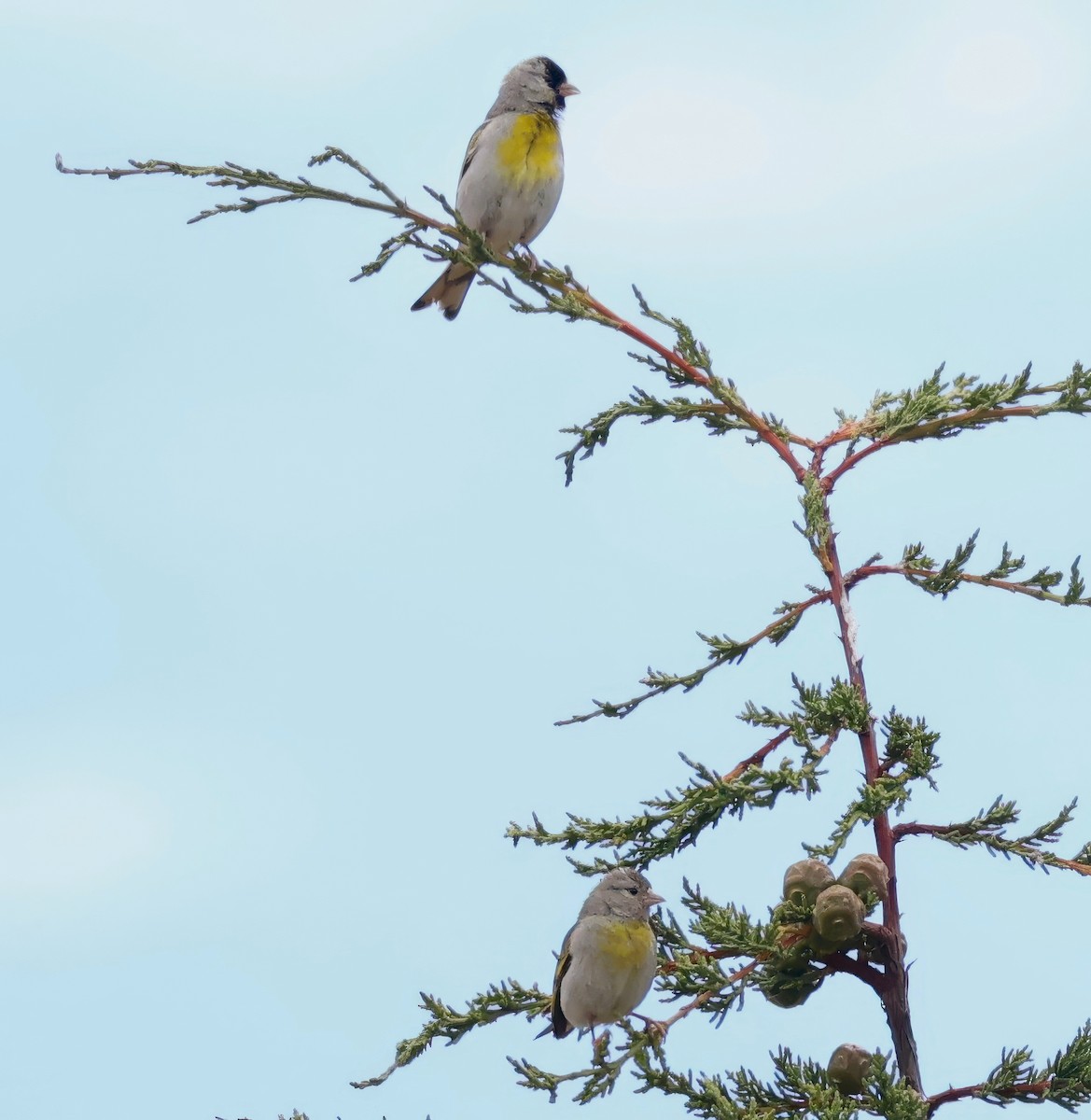 Lawrence's Goldfinch - ML620813585