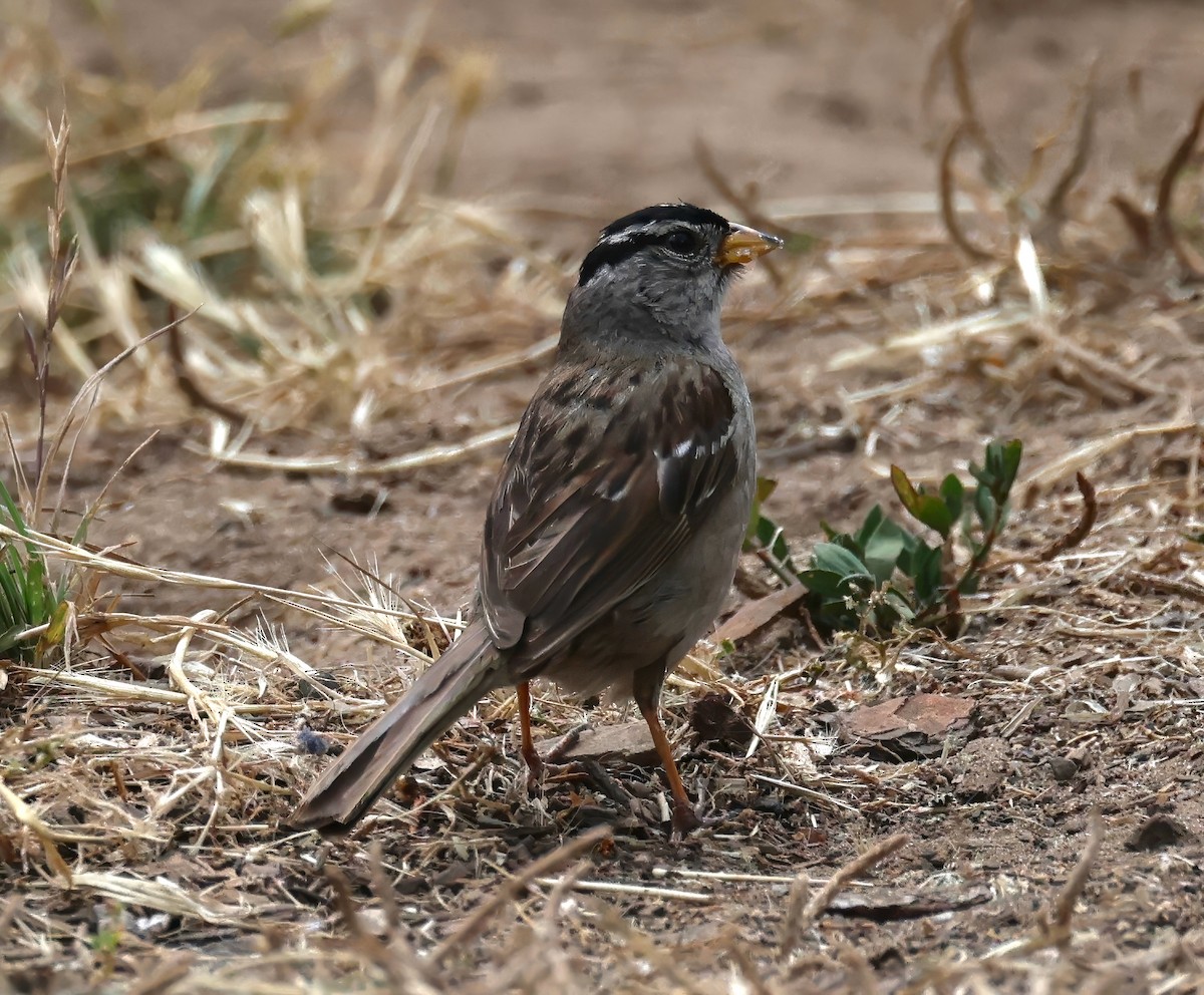 White-crowned Sparrow - ML620813588