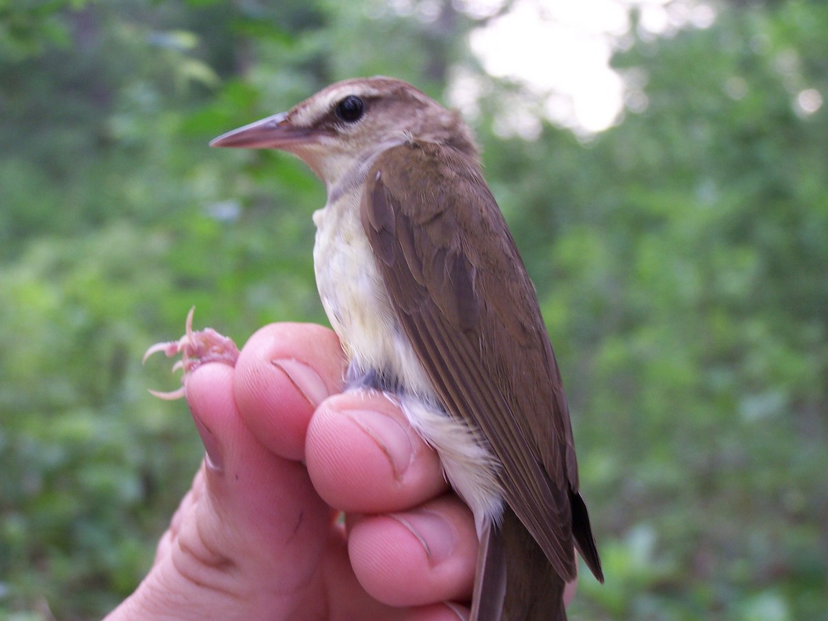 Swainson's Warbler - ML620813596