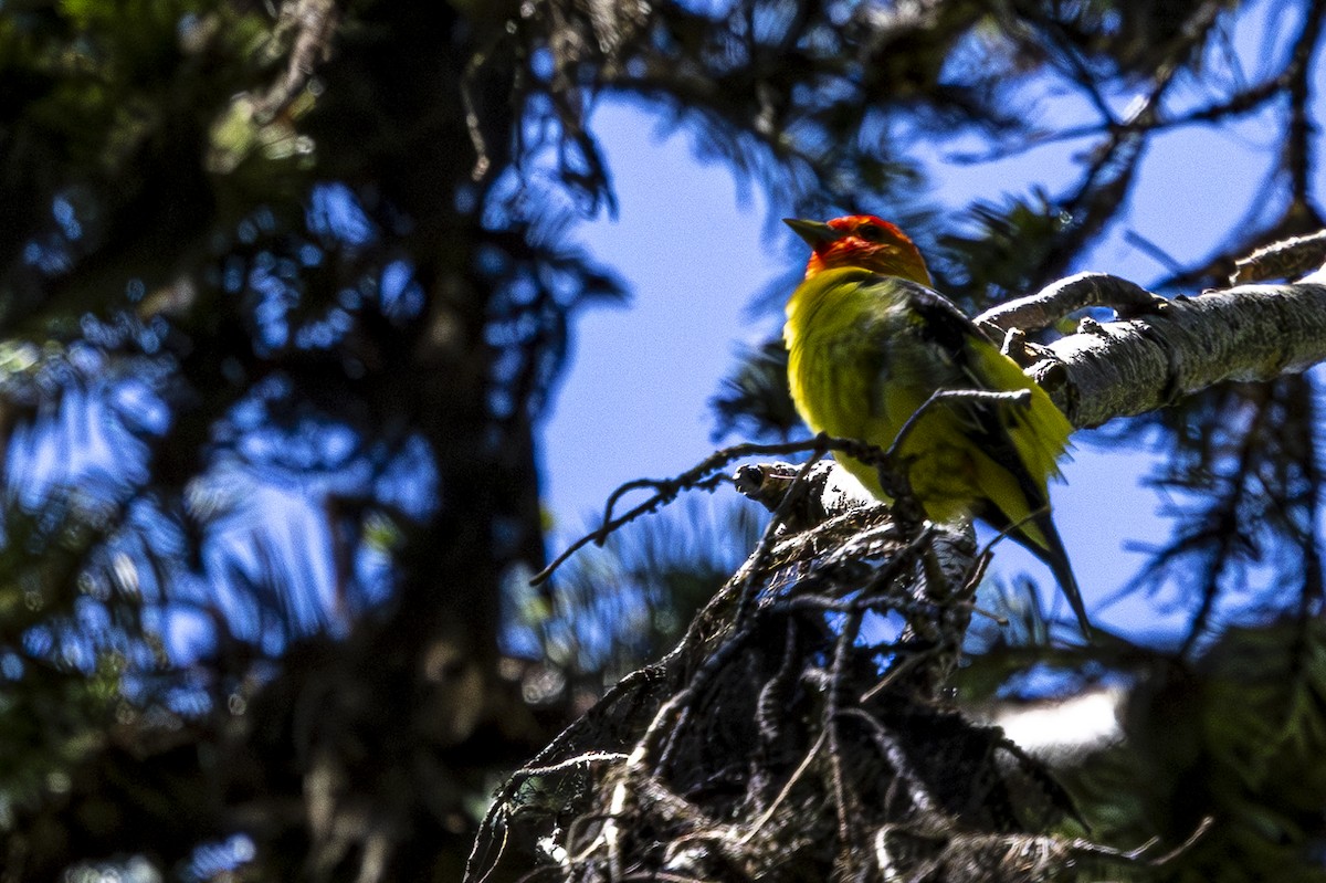 Western Tanager - ML620813602