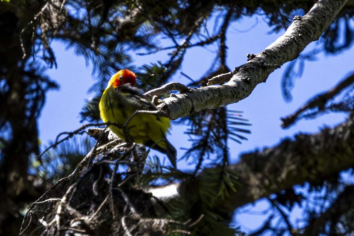 Western Tanager - ML620813603