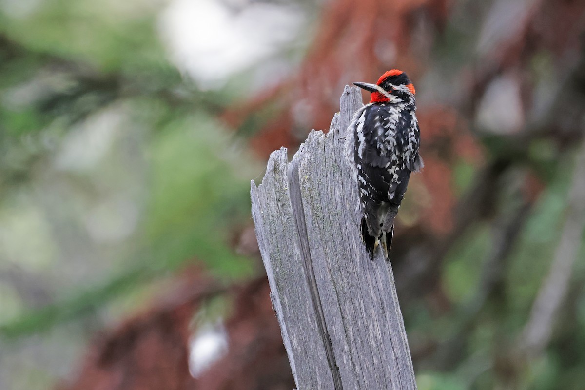 Red-naped Sapsucker - ML620813611